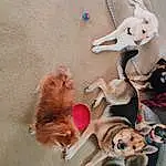 Dog, Toy, Pink, Carnivore, Fawn, Companion dog, Dog breed, Fun, Stuffed Toy, Event, Furry friends, Tartan, Working Animal, Dog Supply, Canidae, Plush, Room