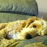 Dog, Comfort, Carnivore, Dog breed, Companion dog, Toy Dog, Couch, Working Animal, Snout, Terrier, Dog Supply, Small Terrier, Furry friends, Yorkipoo, Canidae, Linens, Schnauzer, Nap, Working Terrier
