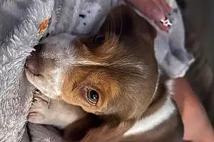 Name Beagle Dog Paisley