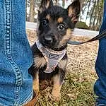 Jeans, Dog, Dog breed, Carnivore, Blue, Companion dog, Fawn, Grass, Plant, Snout, Working Animal, Tree, Canidae, Electric Blue, Denim, Furry friends, Walking, Dog Supply, Collar