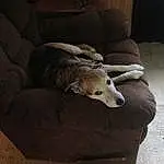 Dog, Furniture, Couch, Comfort, Carnivore, Grey, Fawn, Working Animal, Companion dog, Wood, Dog breed, Hardwood, Snout, Tail, Terrestrial Animal, Furry friends, Room, Sleeper Chair
