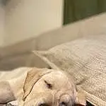 Dog, Carnivore, Wood, Comfort, Dog breed, Fawn, Working Animal, Companion dog, Whiskers, Pet Supply, Linens, Canidae, Terrestrial Animal, Furry friends, Nap, Gun Dog, Hardwood, Non-sporting Group, Labrador Retriever