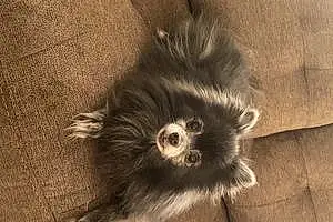 Name Pomeranian Dog Katie