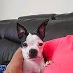 Dog, Comfort, Dog breed, Carnivore, Ear, Fawn, Companion dog, Couch, Whiskers, Boston Terrier, Snout, Working Animal, Human Leg, Canidae, Toy Dog, Nail, Carmine, Paw, Terrestrial Animal