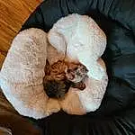 Felidae, Comfort, Cat Bed, Cat, Small To Medium-sized Cats, Carnivore, Cat Supply, Wood, Fawn, Whiskers, Companion dog, Tail, Linens, Furry friends, Hardwood, Basket, Wool, Dog breed, Dog Bed, Nap