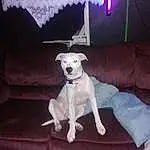 Dog, Furniture, Couch, Dog breed, Carnivore, Textile, Lighting, Pet Supply, Rectangle, Companion dog, Fawn, Chair, Dog Supply, Collar, Tail, Metal, Linens, Canidae, Lamp