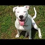 Dog, Carnivore, Collar, Dog breed, Fawn, Companion dog, Flash Photography, Plant, Dog Collar, Snout, Grass, Working Animal, Tail, Photo Caption, Rectangle, Terrier, Dogo Argentino, Non-sporting Group, Pet Supply