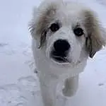 Dog, Snow, Carnivore, Dog breed, Companion dog, Whiskers, Snout, Furry friends, Winter, Working Animal, Canidae, Polish Tatra Sheepdog, Freezing, Livestock Guardian Dog, Ancient Dog Breeds, Black & White, Non-sporting Group, Puppy, Working Dog