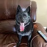 Canidae, Dog, Schipperke, Facial Expression, Carnivore, Dog breed, Snout, Whiskers, Non-sporting Group, Yawn, Norwegian Elkhound