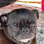 Pug, Dog, Carnivore, Dog breed, Companion dog, Fawn, Whiskers, Wrinkle, Ear, Terrestrial Animal, Toy Dog, Snout, Canidae, Working Animal, Non-sporting Group, Ancient Dog Breeds