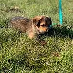 Dog, Dog breed, Carnivore, Grass, Fawn, Companion dog, Terrestrial Animal, Liver, Grassland, Snout, Tail, Canidae, Working Animal, Hoary Marmot, Terrier, Prairie, Mustelidae