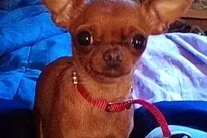Name Chihuahua Dog Sweetie