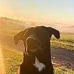 Dog, Sky, Working Animal, Carnivore, Dog breed, Plant, Fawn, Grassland, Grass, Companion dog, Agriculture, Rural Area, Landscape, Sunset, Tints And Shades, Dairy Cow, Horizon, Snout, Sunrise, Field