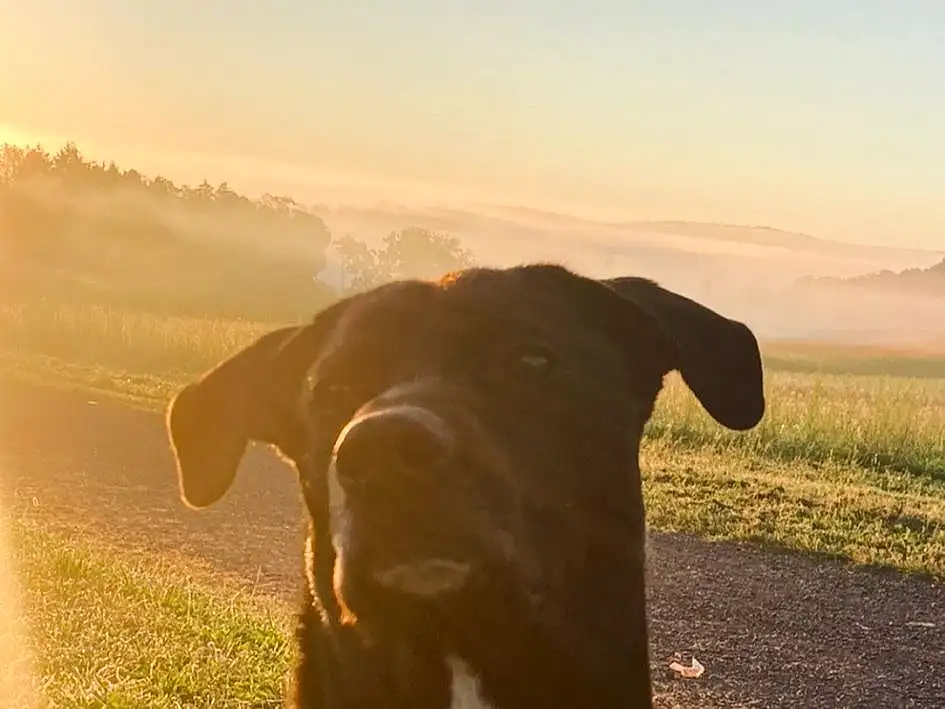 Dog, Sky, Working Animal, Carnivore, Dog breed, Plant, Fawn, Grassland, Grass, Companion dog, Agriculture, Rural Area, Landscape, Sunset, Tints And Shades, Dairy Cow, Horizon, Snout, Sunrise, Field