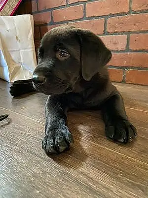 Name Labrador Retriever Dog Chubbs