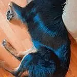 Carnivore, Dog breed, Gesture, Felidae, Small To Medium-sized Cats, Whiskers, Companion dog, Wood, Tail, Snout, Electric Blue, Paw, Hardwood, Furry friends, Human Leg, Claw