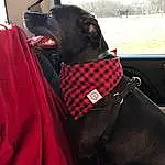 Outerwear, Dog, Collar, Working Animal, Dog breed, Carnivore, Personal Protective Equipment, Companion dog, Formal Wear, Cape, Costume, Sky, Carmine, Dog Collar, Tradition, Magenta, Fictional Character, Furry friends, Fun