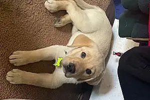 Name Labrador Retriever Dog Alfie