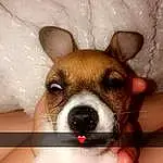 Dog, Canidae, Dog breed, Toy Fox Terrier, Nose, Snout, Carnivore, Miniature Fox Terrier, Russell Terrier, Companion dog, Rat Terrier, Tenterfield Terrier, Chihuahua, Ear, Fawn, Feist, Puppy love, Japanese Terrier