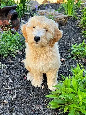 Name Goldendoodle Dog Winnie