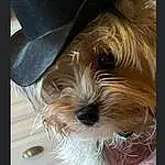 Dog, Dog breed, Carnivore, Liver, Companion dog, Hat, Toy Dog, Working Animal, Snout, Furry friends, Terrier, Fashion Accessory, Small Terrier, Canidae, Whiskers, Fedora, Maltepoo, Non-sporting Group, Biewer Terrier