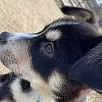 Dog, Carnivore, Dog breed, Collar, Working Animal, Whiskers, Snout, Close-up, Furry friends, Companion dog, Terrestrial Animal, Dog Collar, Siberian Husky, Canidae, Working Dog, Street dog