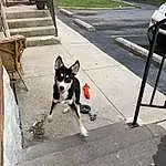 Dog, Carnivore, Dog breed, Road Surface, Companion dog, Fawn, Plant, Leash, Sidewalk, Pet Supply, Snout, Asphalt, Working Animal, Collar, Tail, Dog Supply, Road, Canidae