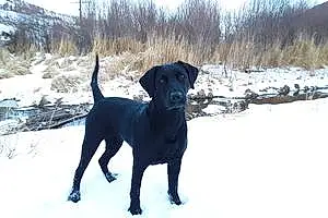 Firstname Labrador Retriever Dog Winnie