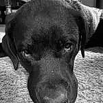 Dog, Eyes, Dog breed, Carnivore, Working Animal, Grey, Whiskers, Companion dog, Snout, Liver, Terrestrial Animal, Black & White, Close-up, Furry friends, Retriever, Canidae, Monochrome, Borador, Paw