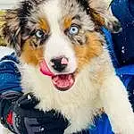Dog, Blue, Carnivore, Dog breed, Companion dog, Whiskers, Ball, Snout, Herding Dog, Electric Blue, Furry friends, Plant, Smile, Collar, Happy, Canidae, Working Dog, Puppy, Terrestrial Animal