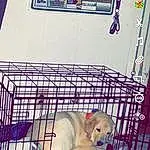 Dog, Dog Supply, Dog Crate, Doghouse, Pet Supply, Dog breed, Carnivore, Fawn, Companion dog, Kennel, Working Animal, Snout, Cage, Service, Animal Shelter, Toy, Tail