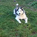 Dog, Plant, Grass, Companion dog, Fawn, Carnivore, Sled Dog, Snout, Dog breed, Lawn, Tail, Tree, Groundcover, Recreation, Working Animal, Working Dog, Terrestrial Animal, Siberian Husky, Non-sporting Group, Herding Dog