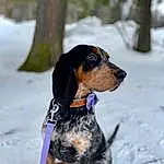 Dog, Snow, Carnivore, Collar, Dog breed, Companion dog, Winter, Hound, Dog Supply, Tree, Scent Hound, Furry friends, Working Dog, Paw, Dog Collar, Canidae, Hunting Dog