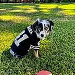 Dog, Plant, Carnivore, Dog breed, Grass, Companion dog, Fawn, Working Animal, Lawn, Snout, Groundcover, Soccer Ball, Dog Supply, Ball, Grassland, Personal Protective Equipment, Garden, Recreation, Dog Clothes