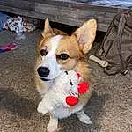 Dog, Dog Supply, Carnivore, Fawn, Dog breed, Tent, Companion dog, Collar, Tail, Herding Dog, Furry friends, Toy, Whiskers, Cardigan Welsh Corgi, Working Animal, Welsh Corgi, Canidae, Working Dog, Puppy