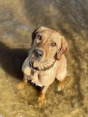 Name Labrador Retriever Dog Ginger