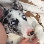 Dog, Carnivore, Whiskers, Companion dog, Dog breed, Sled Dog, Working Animal, Texas Heeler, Furry friends, Comfort, Foot, Working Dog, Terrestrial Animal, Canidae, Non-sporting Group, Snow, Ancient Dog Breeds