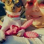 Dog, Vision Care, Gesture, Pink, Carnivore, Fawn, Companion dog, Smile, Chihuahua, Working Animal, Eyewear, Dog Supply, Toy Dog, Snout, Happy, Fun, Dog breed, Whiskers, Sunglasses, Carmine