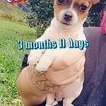 Dog, Carnivore, Dog breed, Plant, Ear, Companion dog, Fawn, Chihuahua, Toy Dog, Snout, Whiskers, Dog Supply, Working Animal, Collar, Grass, Canidae, Paw, Russkiy Toy, Happy