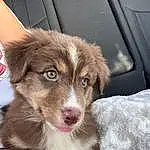 Dog, Dog breed, Carnivore, Companion dog, Fawn, Whiskers, Working Animal, Liver, Window, Furry friends, Canidae, Door, Vehicle Door, Windshield, Paw, Australian Shepherd, Border Collie