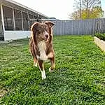 Dog, Plant, Sky, Tree, Carnivore, Grass, Collie, Dog breed, Window, Companion dog, Groundcover, Herding Dog, Rough Collie, Whiskers, Lawn, Tail, Scotch Collie, Fence, Grassland, Shetland Sheepdog