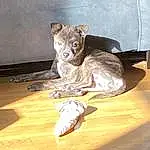 Felidae, Carnivore, Small To Medium-sized Cats, Wood, Dog breed, Whiskers, Big Cats, Fawn, Terrestrial Animal, Comfort, Hardwood, Snout, Tail, Canidae, Lion, Furry friends, Table, Foot, Companion dog