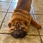 Dog, Wood, Dog breed, Carnivore, Companion dog, Shar Pei, Wrinkle, Fawn, Hardwood, Bulldog, Whiskers, Snout, Working Animal, Terrestrial Animal, Canidae, Liver, Tail
