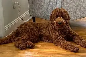 Name Goldendoodle Dog Teddy