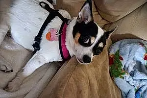 Name Chihuahua Dog Ladybug
