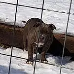 Dog, Snow, Carnivore, Fawn, Working Animal, Dog breed, Collar, Snout, Terrestrial Animal, Winter, Tail, Liver, Companion dog, Dog Collar, Pet Supply, Freezing, Fence, Wrinkle