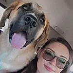 Glasses, Dog, Smile, Carnivore, Dog breed, Jaw, Vision Care, Eyewear, Collar, Companion dog, Fawn, Happy, Goggles, Working Animal, Whiskers, Sunglasses, Selfie, Snout, Canidae