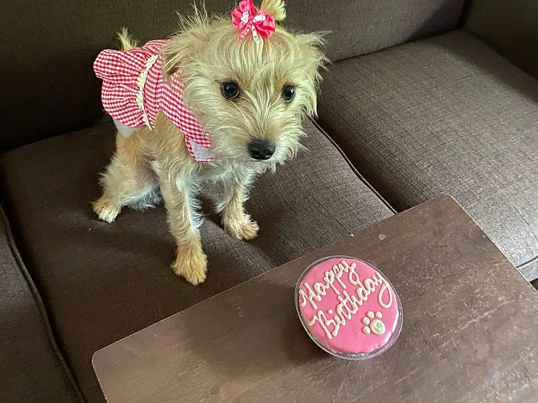 Dog, Carnivore, Dog Supply, Dog breed, Pink, Fawn, Companion dog, Dog Clothes, Toy Dog, Fashion Accessory, Furry friends, Stuffed Toy, Leash, Couch, Paw, Terrier, Canidae, Tail, Circle