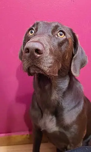 Name Labrador Retriever Dog Nyla