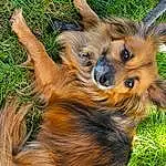 Dog, Dog breed, Carnivore, Companion dog, Grass, Fawn, Liver, Whiskers, Terrestrial Animal, Plant, Snout, Furry friends, Canidae, Working Animal, Toy Dog, Puppy, Working Dog, Terrier